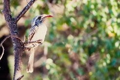 African grey hornbill (Calao à bec noir)-737A0680-2 null
