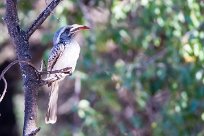 African grey hornbill (Calao à bec noir) Waterberg - Namibie