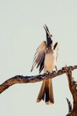African grey hornbill (Calao à bec noir)-737A0743-2 null