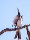 African grey hornbill (Calao à bec noir) Waterberg - Namibie