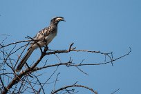 African grey hornbill (Calao à bec noir) Etosha