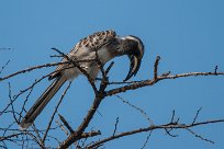 African grey hornbill (Calao à bec noir) Etosha