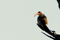 Southern Red-billed Hornbill (Calao à bec rouge)_7D2_1675 null