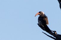 Southern Red-billed Hornbill (Calao à bec rouge) Savuti_Marsh