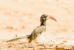 Southern Red-billed Hornbill (Calao d'Afrique du Sud)_737A9103 null