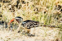 Southern Red-billed Hornbill (Calao d'Afrique du Sud)_x737A4509-2 null
