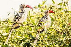 Southern red-billed Hornbill (Calao à bec rouge)_7D2_0780 null