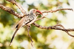 Southern red-billed Hornbill (Calao à bec rouge)_7D2_0973 null