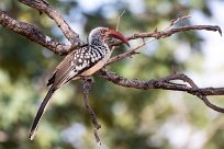 Southern red-billed Hornbill (Calao à bec rouge) Chobe River