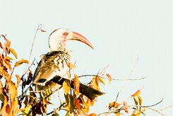 Southern red-billed hornbill (Calao d'Afrique du Sud)-737A0001-2 null