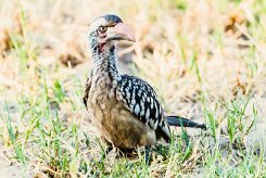 southern red-billed hornbill (Calao à bec rouge)_x737A3416-2 null