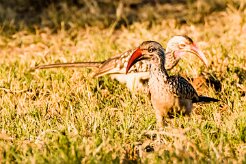 southern red-billed hornbill (Calao à bec rouge)_x737A3430-2 null