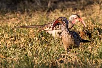 southern red-billed hornbill (Calao à bec rouge) southern red-billed hornbill (Calao à bec rouge)