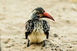 southern red-billed hornbill (Calao à bec rouge)_x737A3440-2 null