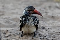 southern red-billed hornbill (Calao à bec rouge) southern red-billed hornbill (Calao à bec rouge)