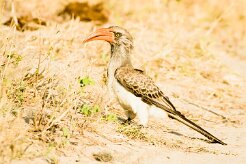 Bradfield's Hornbill ( Calao de Bradfield)_7D2_1023 null