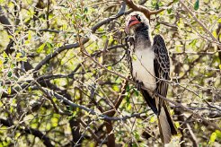 Bradfield's Hornbill (Calao de Bradfield)_x737A4996-2 null