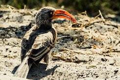 Bradfield's Hornbill (Calao de Bradfield)_x737A4998-2 null