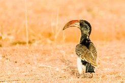 Monteiro's Hornbill (Calao de Monteiro)_737A4493 null