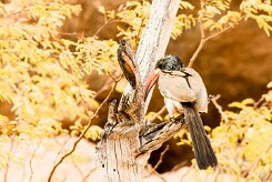 Monteiro's Hornbill (Calao de Monteiro)_737A4620 null