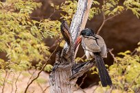 Monteiro's Hornbill (Calao de Monteiro) Twyfelfontein