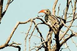 Monteiro's Hornbill (Calao de Monteiro)_737A2872-2 null