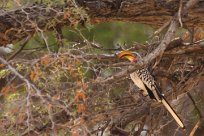 Southern yellowbilled hornbill (Calao leucomèle) Huab river