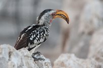 Southern yellowbilled hornbill (Calao leucomèle) Etosha