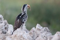 Southern yellowbilled hornbill (Calao leucomèle) Etosha