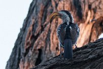 Southern yellowbilled hornbill (Calao leucomèle) Etosha