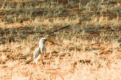 Southern Yellow-billed Hornbill (Calao leucomèle)_737A1957-2 null