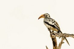 Southern Yellow-billed Hornbill (Calao leucomèle)_737A4504 null