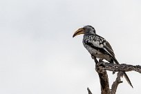 Southern Yellow-billed Hornbill (Calao leucomèle) Twyfelfontein