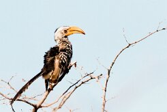 Southern Yellow-billed Hornbill (Calao leucomèle)_737A9642 null