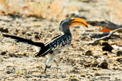 Southern Yellow-billed Hornbill (Calao leucomèle)_737A9850 null