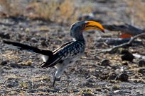 Southern Yellow-billed Hornbill (Calao leucomèle) Namibie - Parc d'Etosha