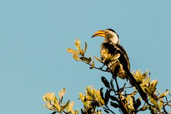 Southern Yellow-billed Hornbill (Calao leucomèle)_x737A3585-2 null