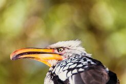Southern Yellow-billed Hornbill (Calao leucomèle)_x737A4967-2 null
