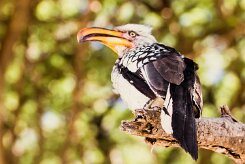 Southern Yellow-billed Hornbill (Calao leucomèle)_x737A4968-2 null
