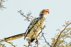 Southern Yellow-billed Hornbill (calao leucomèle)_7D2_0139 null