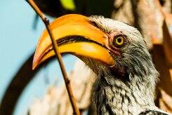 Southern yellow-billed hornbill (Calao leucomèle)-737A9455-2 null