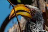 Southern yellow-billed hornbill (Calao leucomèle) Etendeka - Damaralnd - Namibie