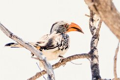Southern yellow-billed hornbill (Calao leucomèle)-737A9707-2 null