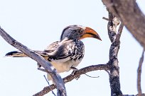 Southern yellow-billed hornbill (Calao leucomèle) Okaukuejo - Etosha - Namibie