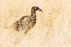 Southern ground hornbill (Bucorve du Sud)_x737A3487-2 null