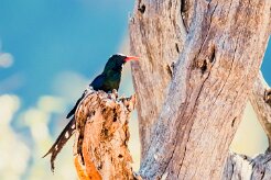 Violet Wood Hoopoe (Irrisor damara)-737A0760-2 null