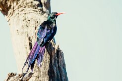 Violet Wood Hoopoe (Irrisor damara)-737A0780-2 null