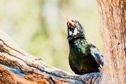Violet Wood Hoopoe (Irrisor damara)-737A0784-2 null