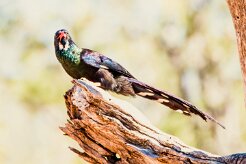 Violet Wood Hoopoe (Irrisor damara)-737A0787-2 null