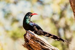 Violet Wood Hoopoe (Irrisor damara)-737A0788-2 null